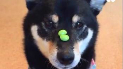经过长期的修行,这只柴犬在吃这个事情上还没遇过对手